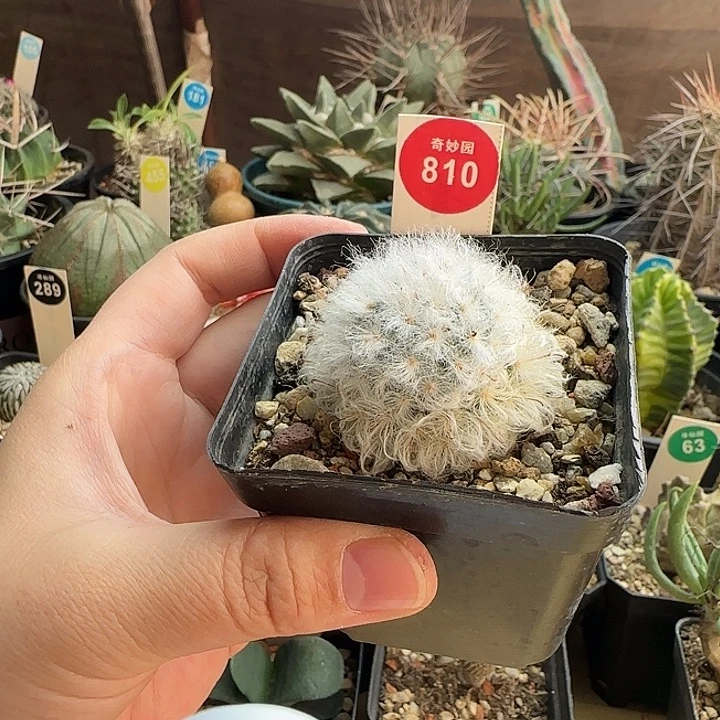 实生浓毛白云高砂一棵