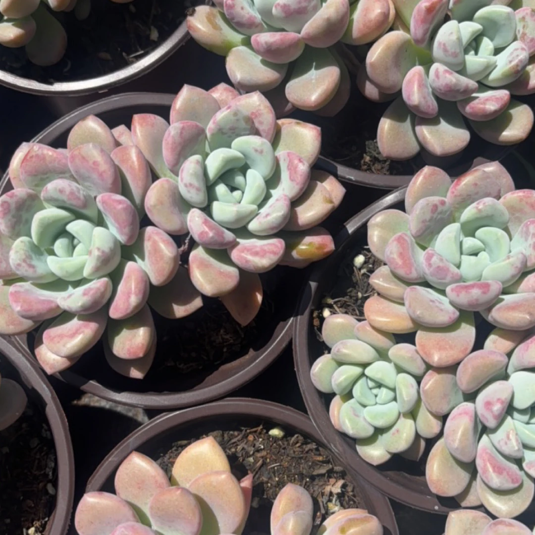 花斑露 多肉植物新手好养（全店满9.9包邮）