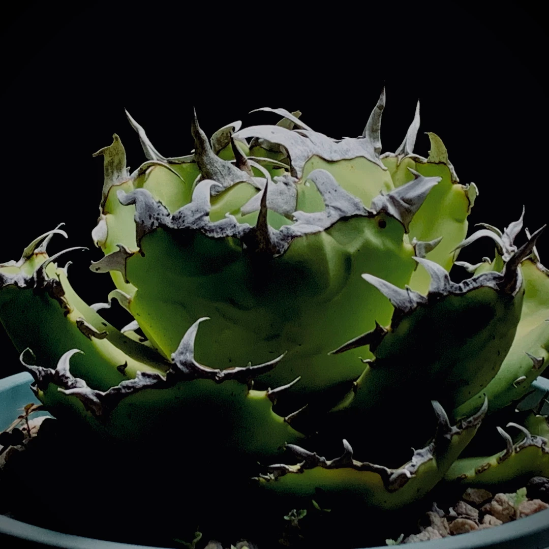 稀有高端潮流龙舌兰仁王冠螃蟹