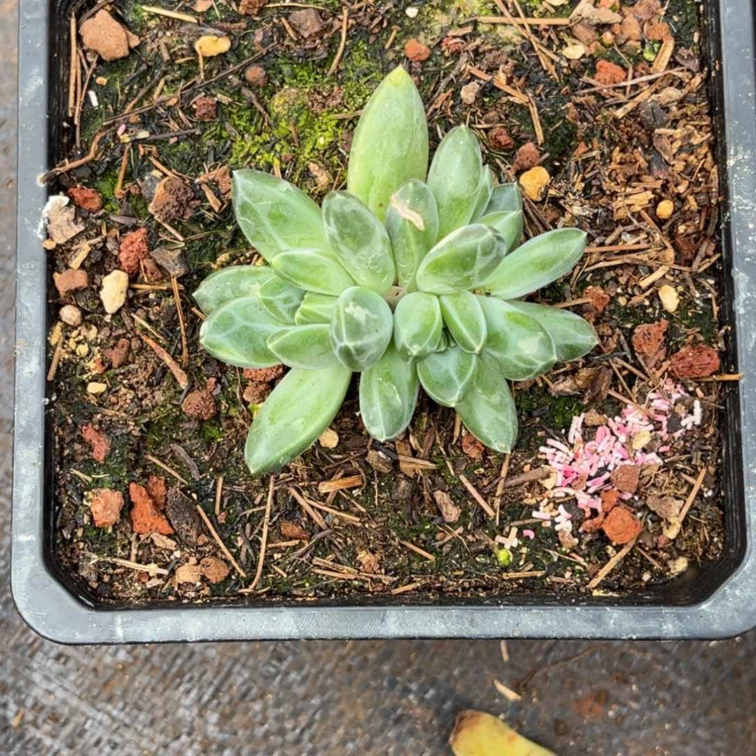 葡萄青花瓷多肉植物499