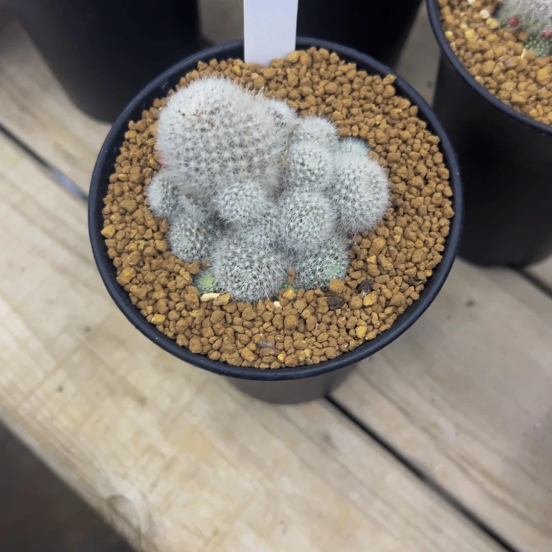 等***旗庆典仙人球多肉植物223