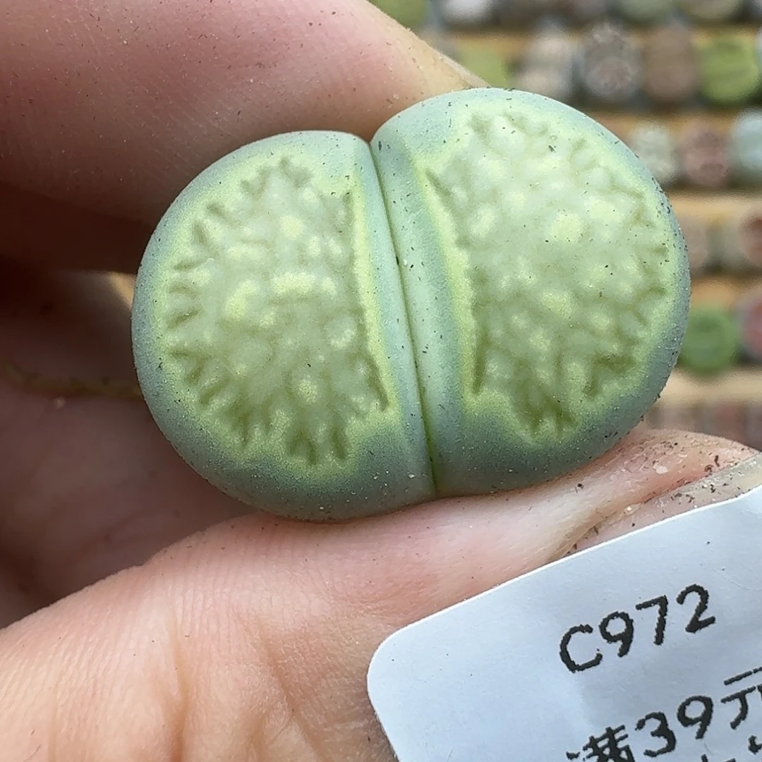 972多肉哈哈哈哈哈哈哈