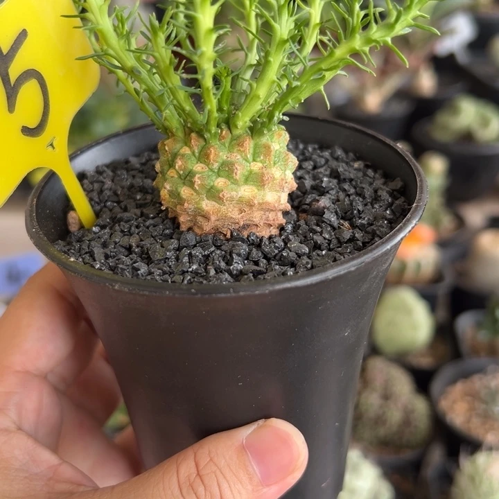 孔雀丸带盆111111111