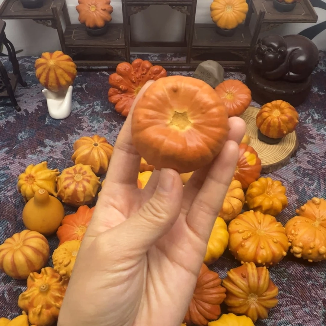 墨西哥葫芦小不点