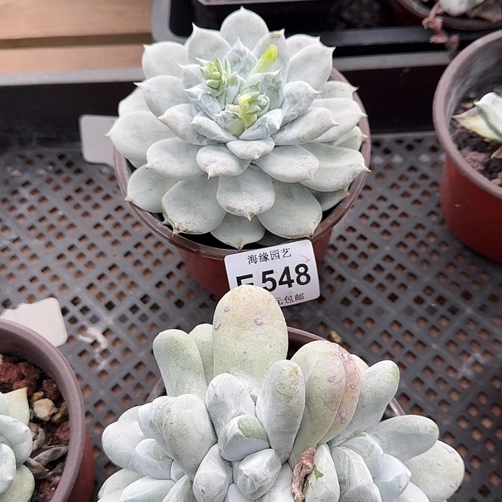 荷*牡丹苹果叶仙女杯