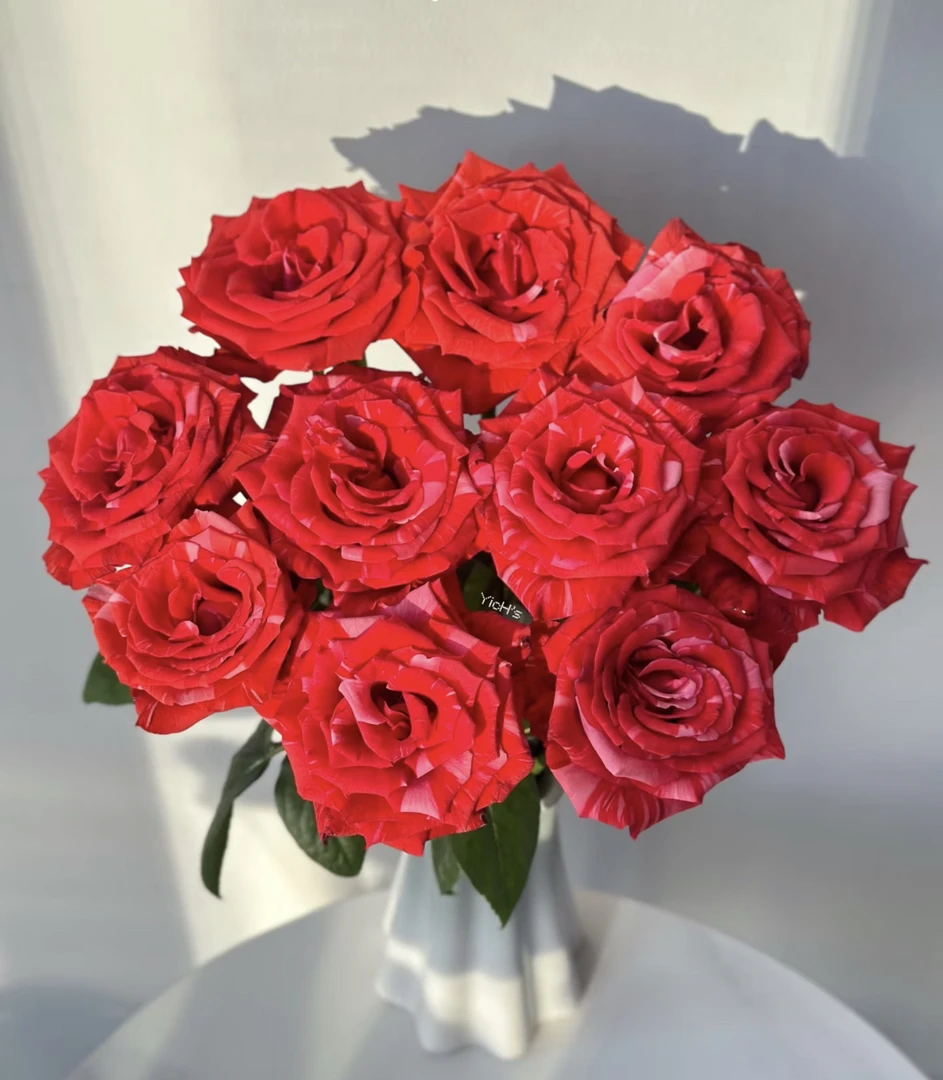 野猫（开放度大 花期翩长）-单头玫瑰（一单补邮，两单包邮）鲜花