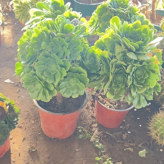 坚*多肉植物麻将法师