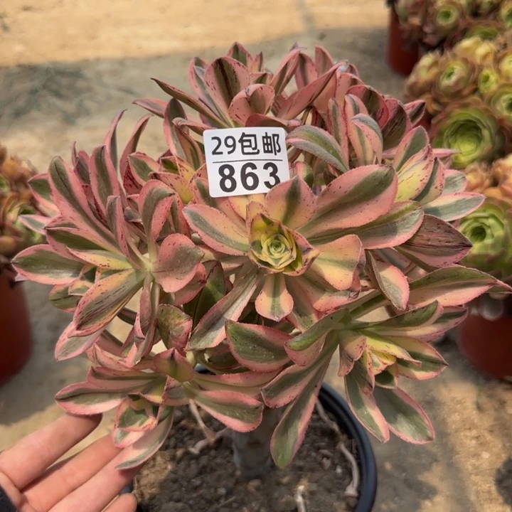 艳姿锦……多肉植物……