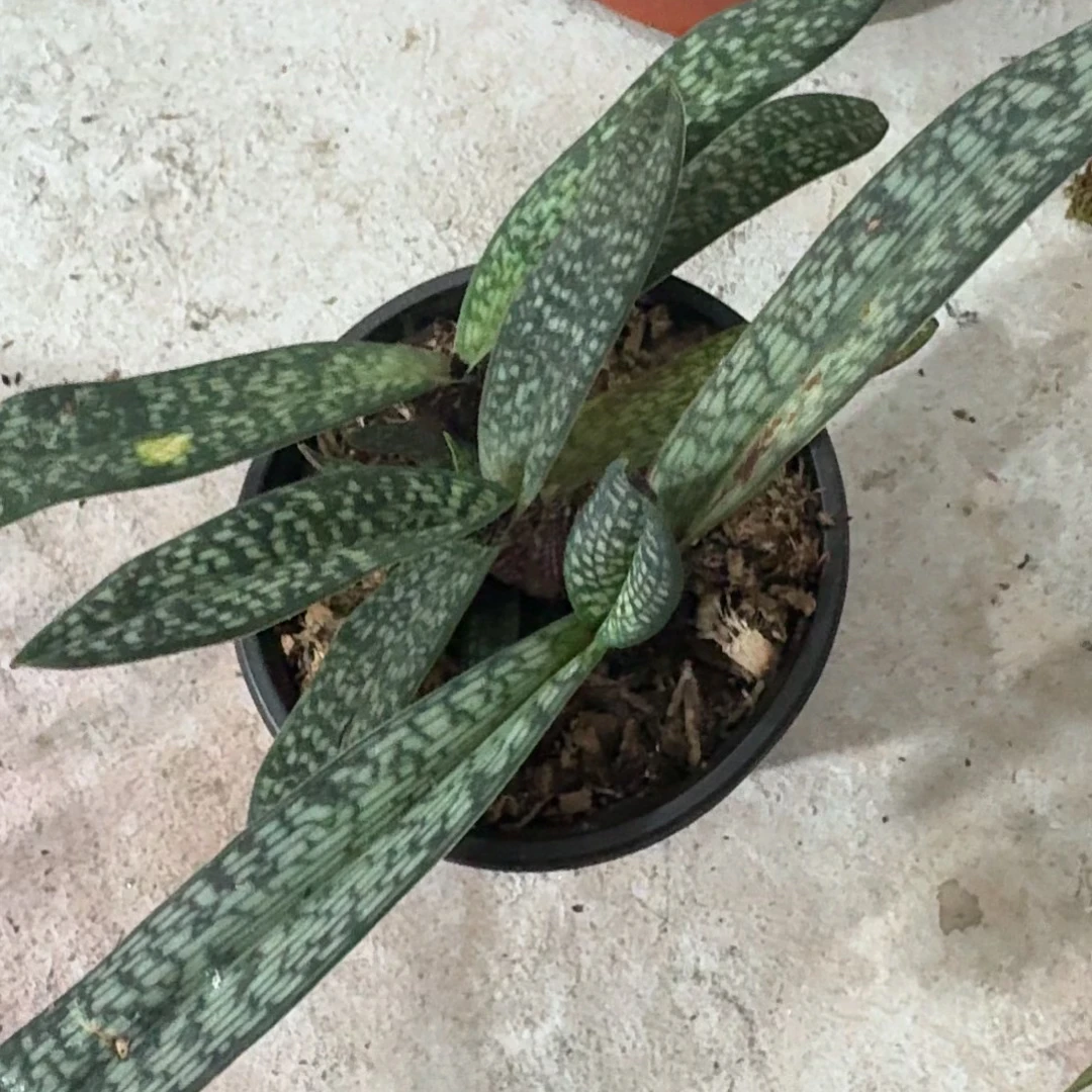 玉女兜兰,已经种植成活,带盆发货,每盆三到四苗不等