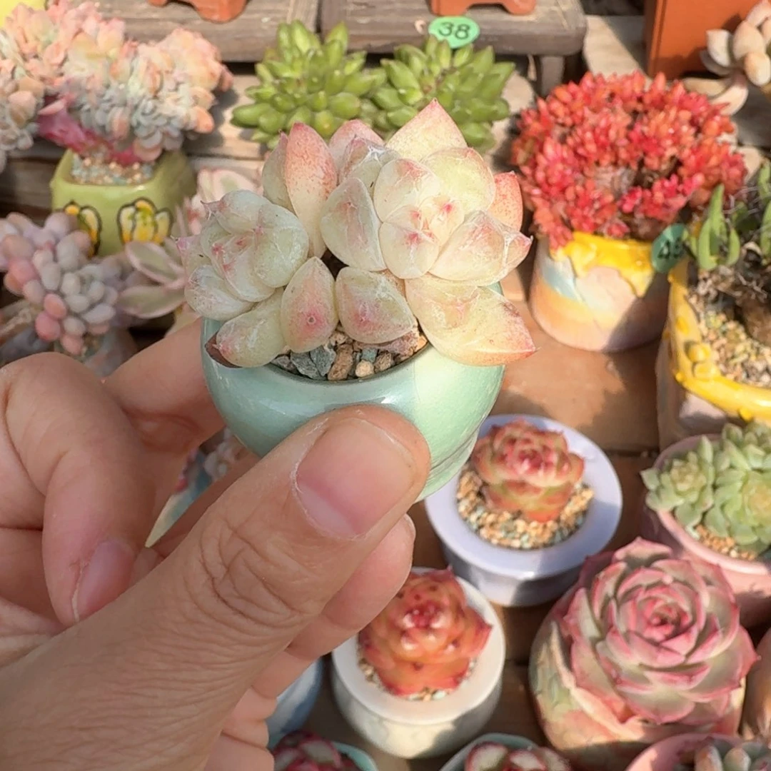 冰糕 多肉含盆土 一物一拍