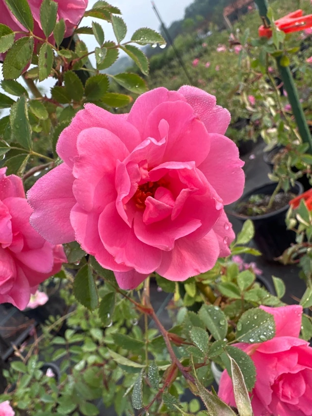 耐寒粉蝶藤本月季拍一发二开花植物盆栽适合阳台种植绿化苗木