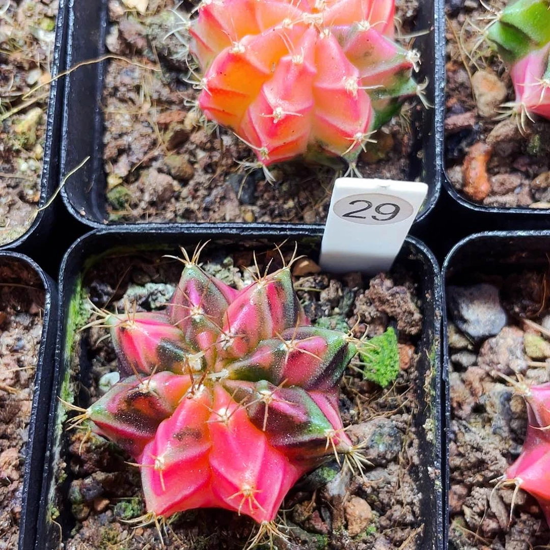 茶****m非偏远地区满25包邮仙人球