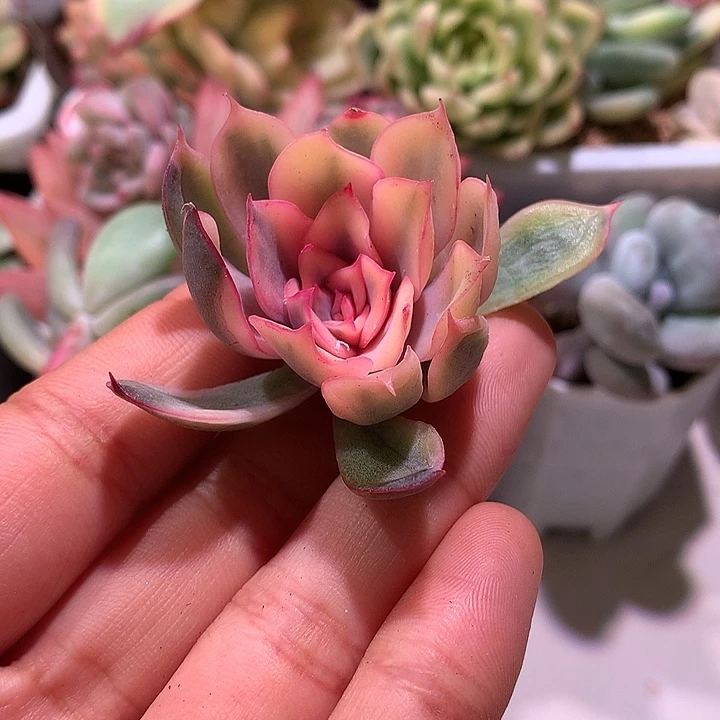 暗冰锦腹轮锦侧芽有根