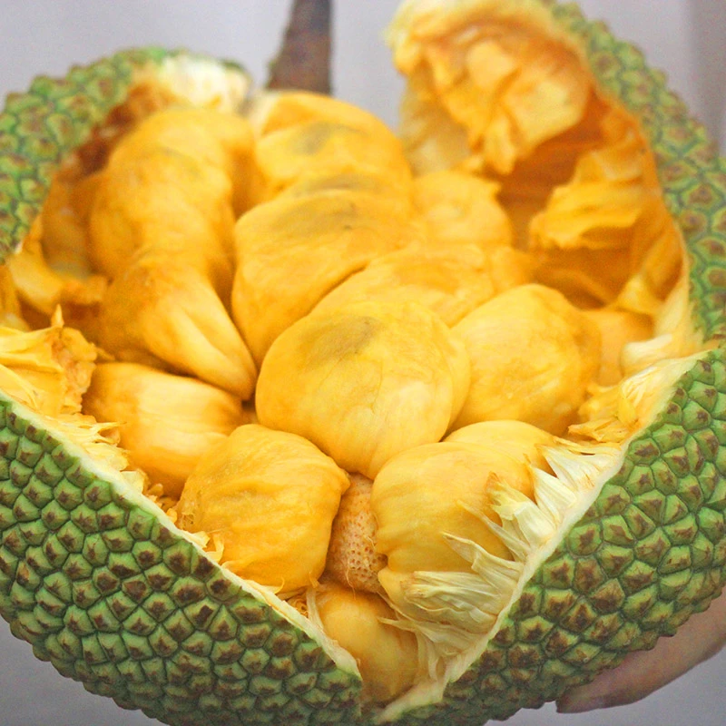 直播海南榴莲蜜新鲜采摘软糯香甜果肉爆甜湿苞菠萝包熟包甜