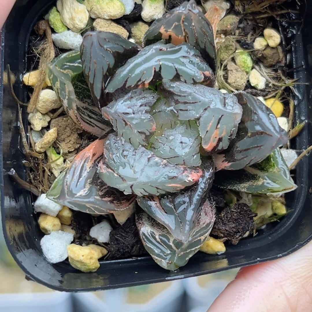 108黑水晶玉露锦福利专场