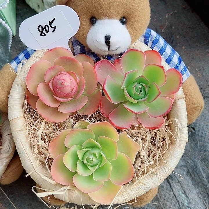 香***?805小熊精选三颗。