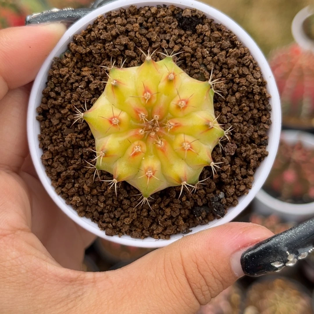 泰系黄轮回 带盆土发货