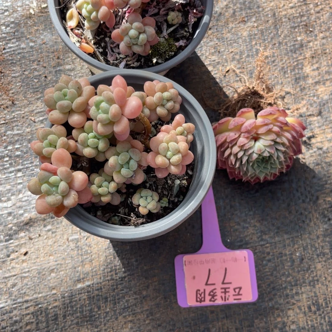 云尘多肉一物一拍77