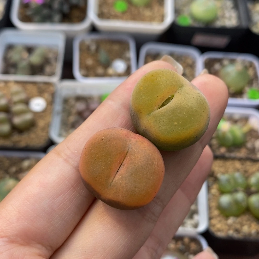 2.2cm多肉植物270