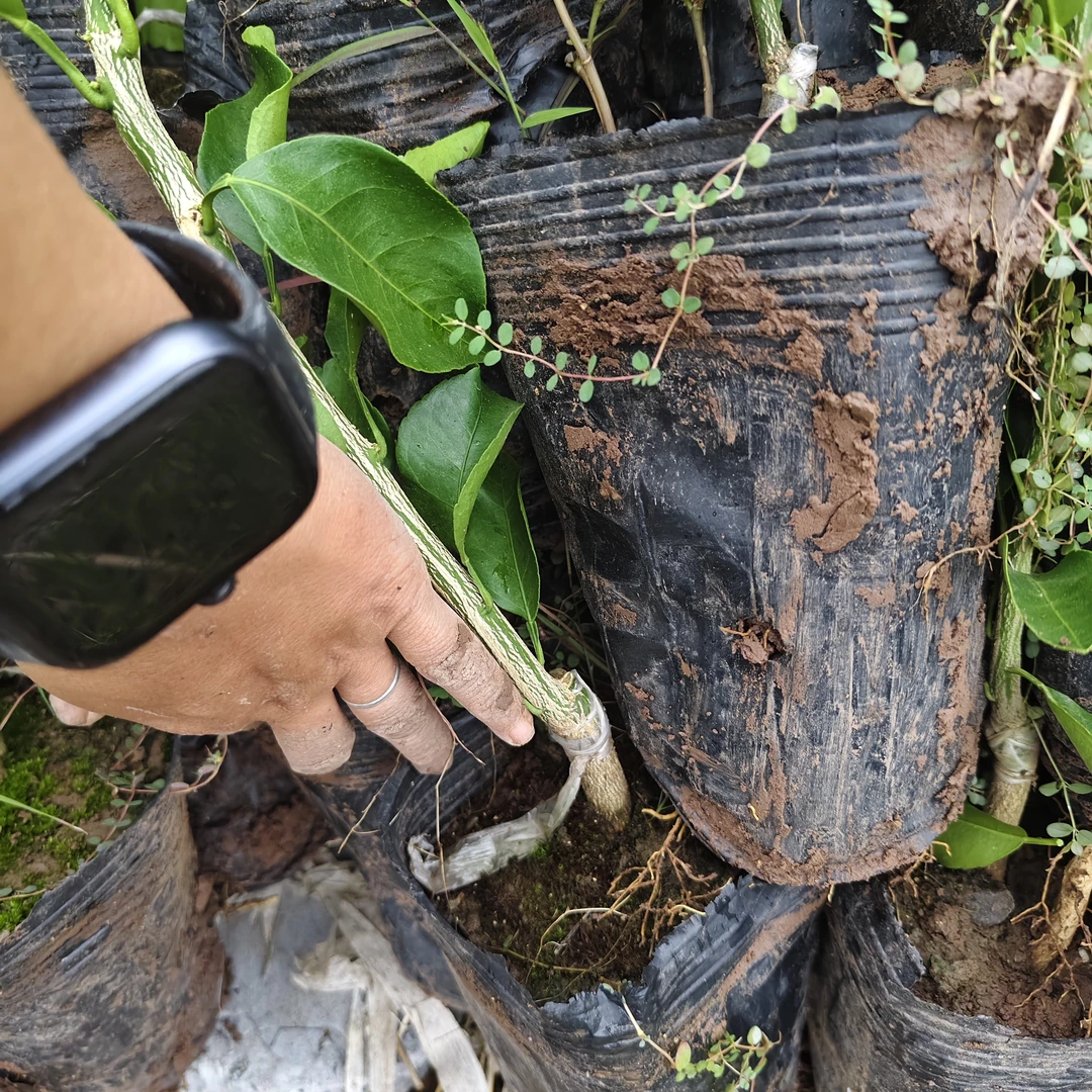 一物一拍绿植盆景地栽