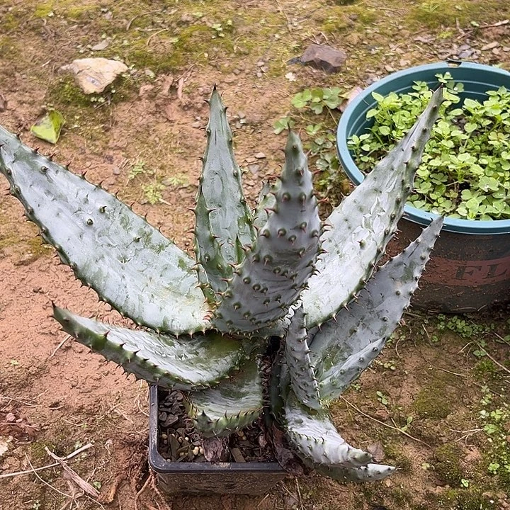 鬼切一盆两棵346789900