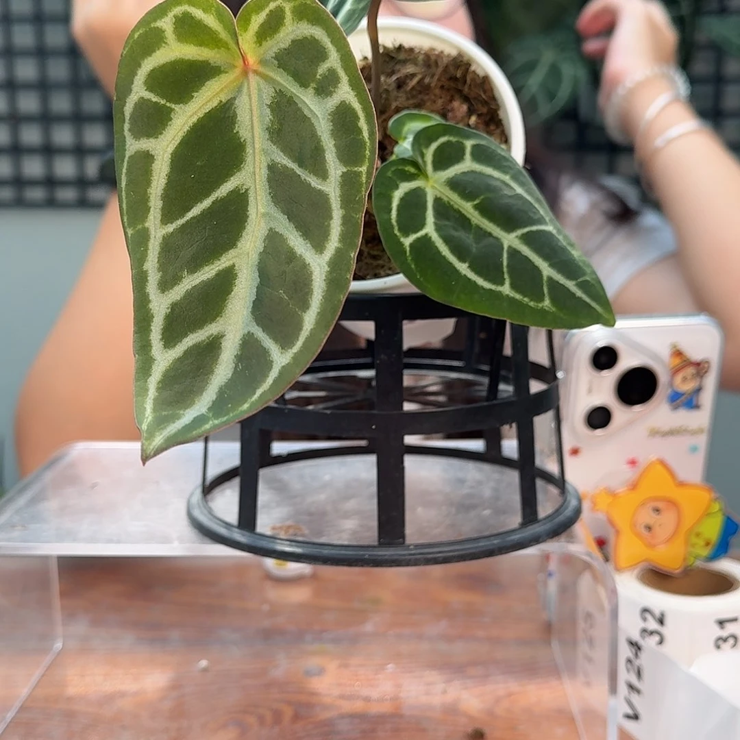 无花朵哈*瓜一物一拍V123