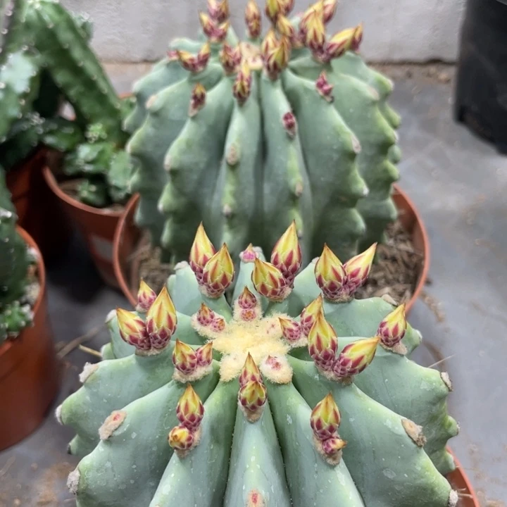 实生无刺王冠龙一杯带花苞45.8