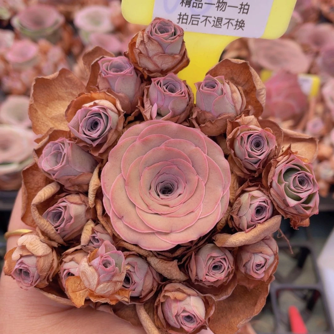 山地玫瑰Z713裸根发货断枝不包损不售后