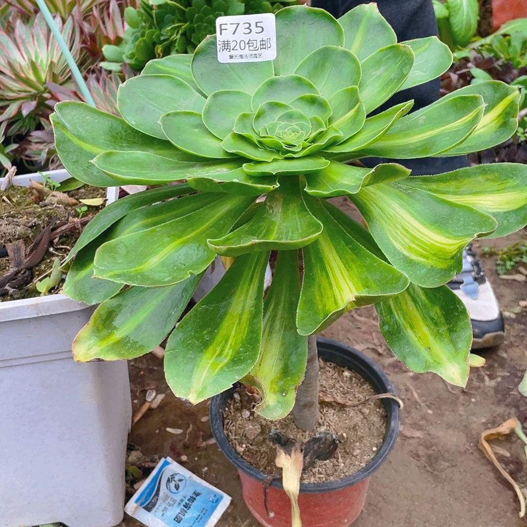 735爆君多肉小损不包