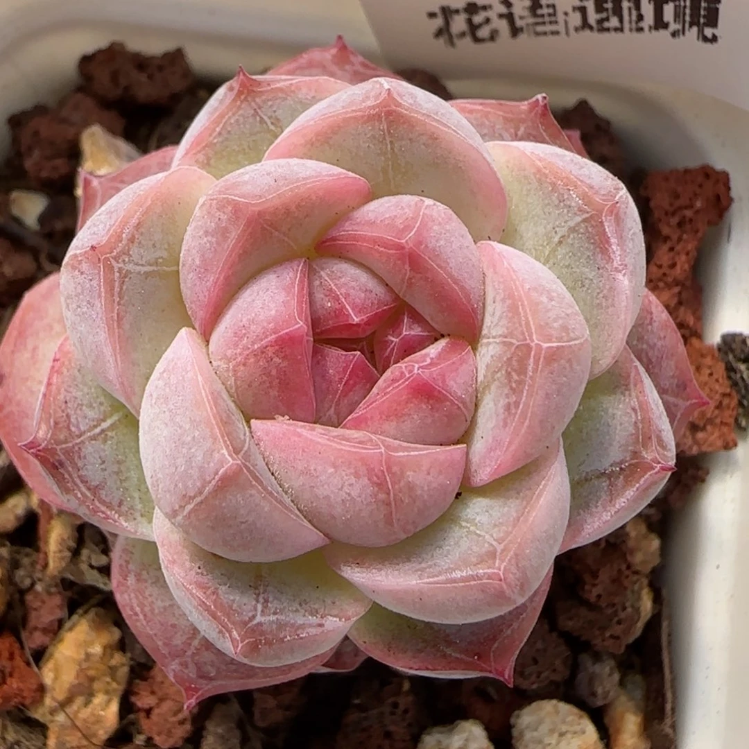 花语逸境0212-203