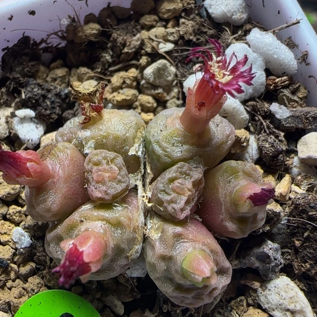 嘟嘟嘴烧麦多肉植物846