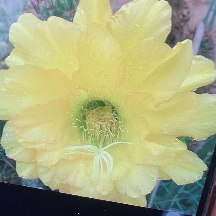 毛花柱 克劳斯 有根 15厘米