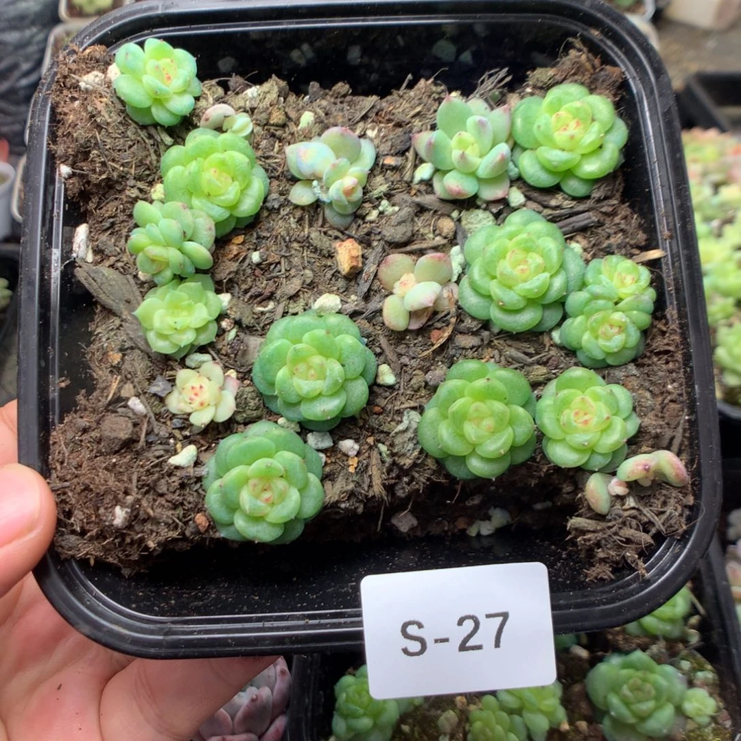 无花朵S27英语英语