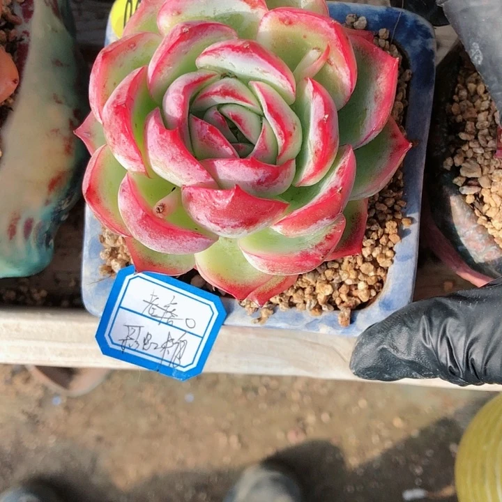 【闪购商品】彩****ɞ彩虹糖