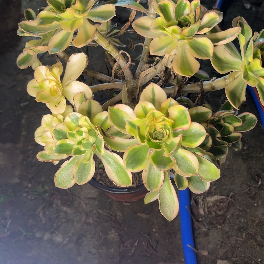 12燕姿无主头法师多肉植物