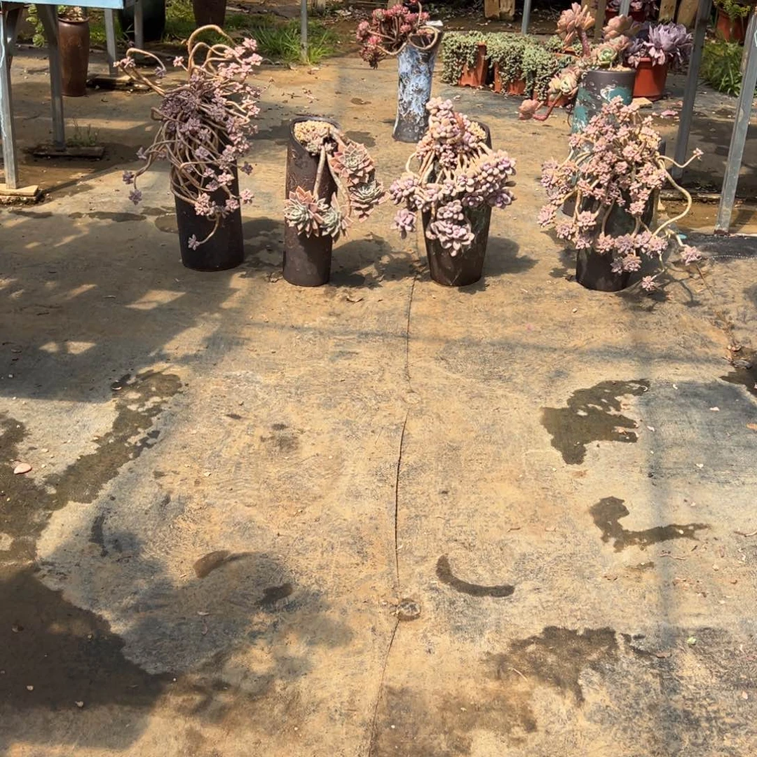 露养老桩四颗肉加盆加物流费