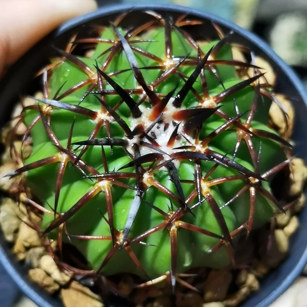 实生大型强黑刺圆盘玉一物一拍