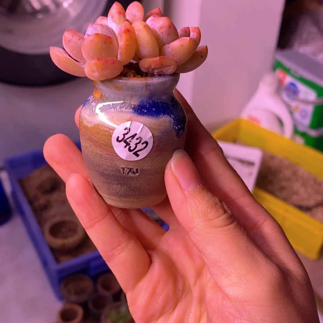 兔*哥拍5送一个小礼物：不含肉