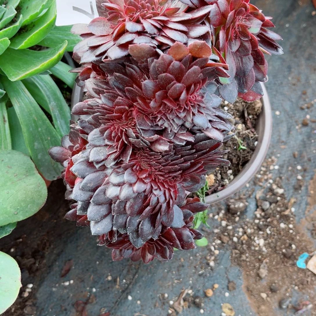 随*…多肉植物007花花