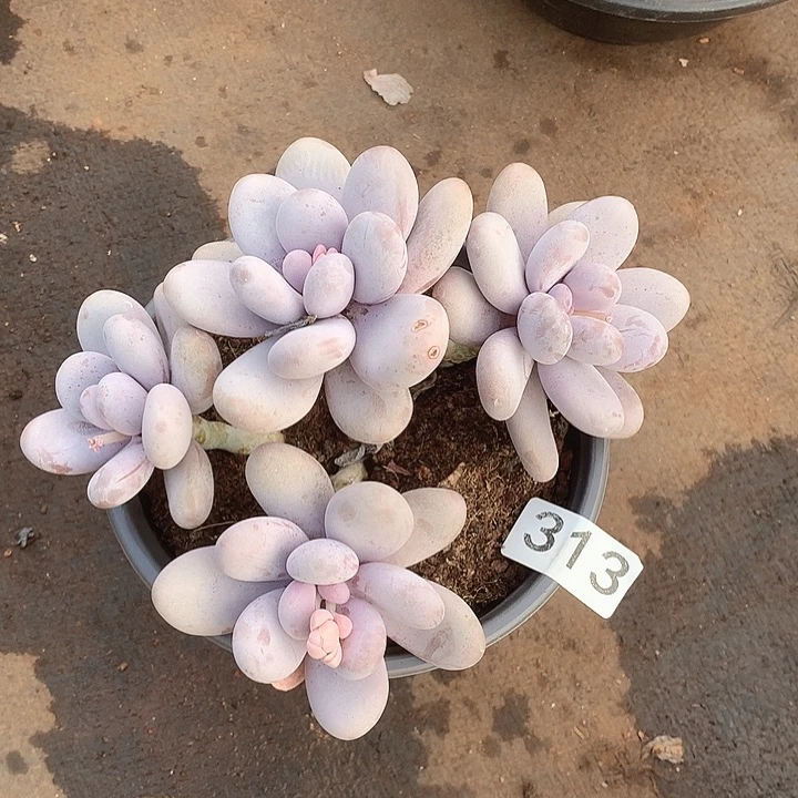 313奶酪一物一拍多肉