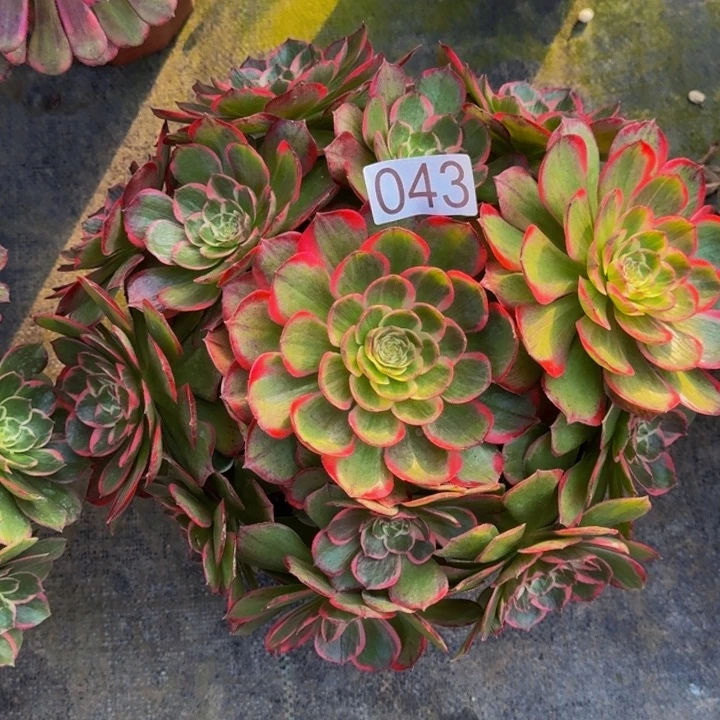 0000000000043粉花妖