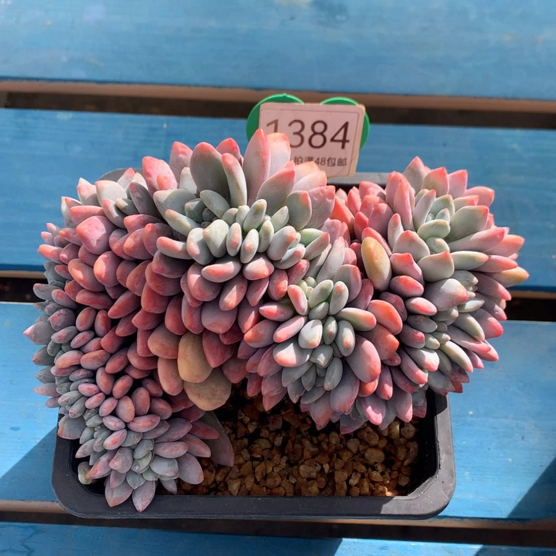 粉兔缀化一物一拍1384