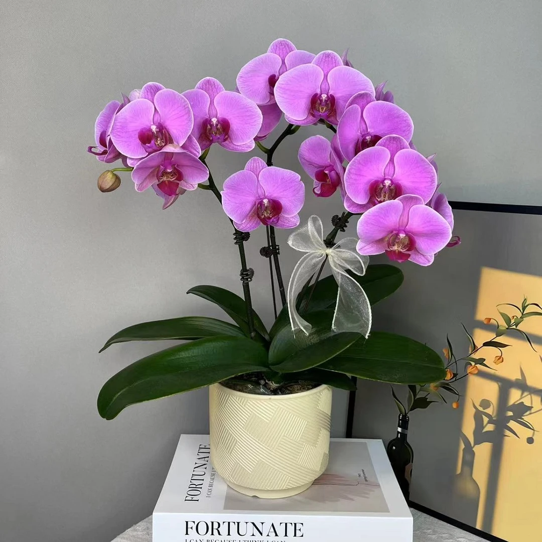 蝴蝶兰【明星】 紫色系 花期久 耐养耐摆室内高端绿植商务礼品花