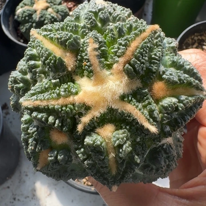 割优哥斯拉捡漏苗接