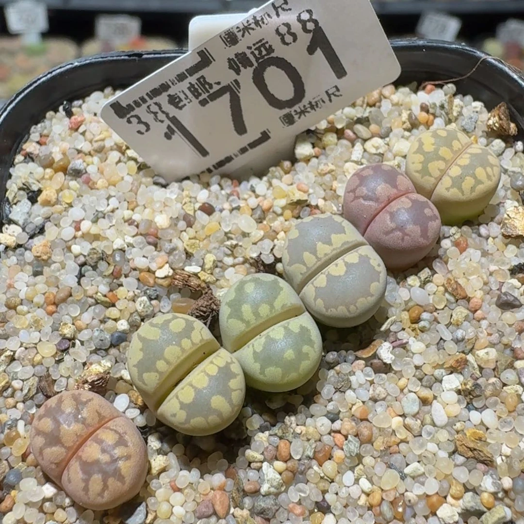 Ssss精品生石花1701