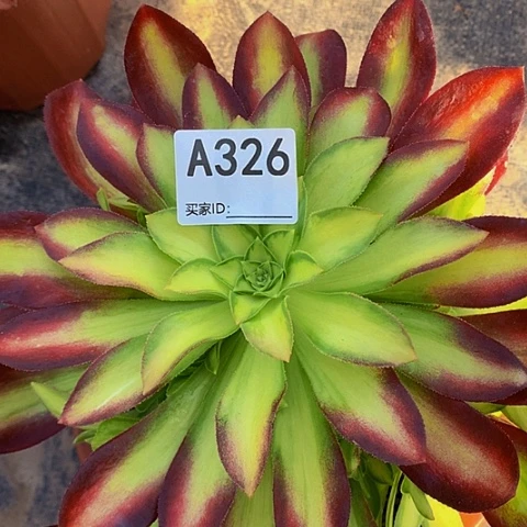 韶华326带土球发货