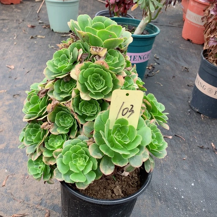 103多肉一物一拍～