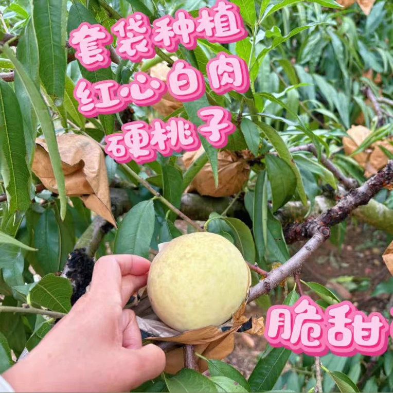 现摘脆蜜桃青皮蜜桃应季水果脆甜多汁孕妇食用小鹰嘴脆桃硬桃子