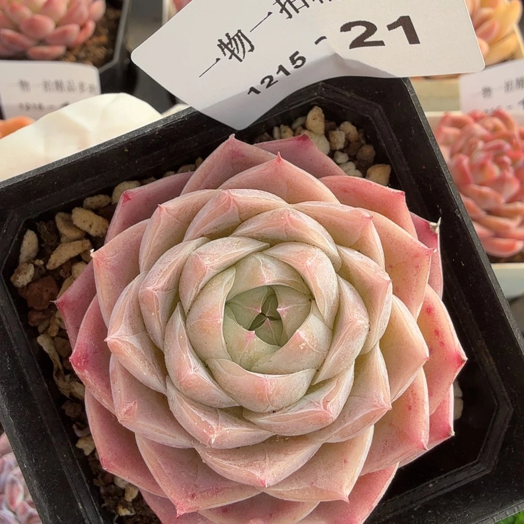 1215-21多肉一物一拍