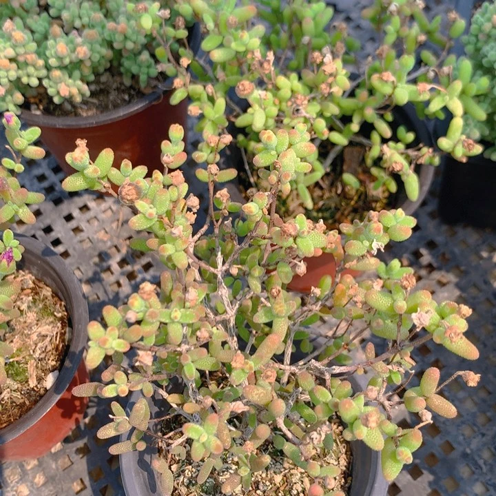 糖球枝干番杏大盆